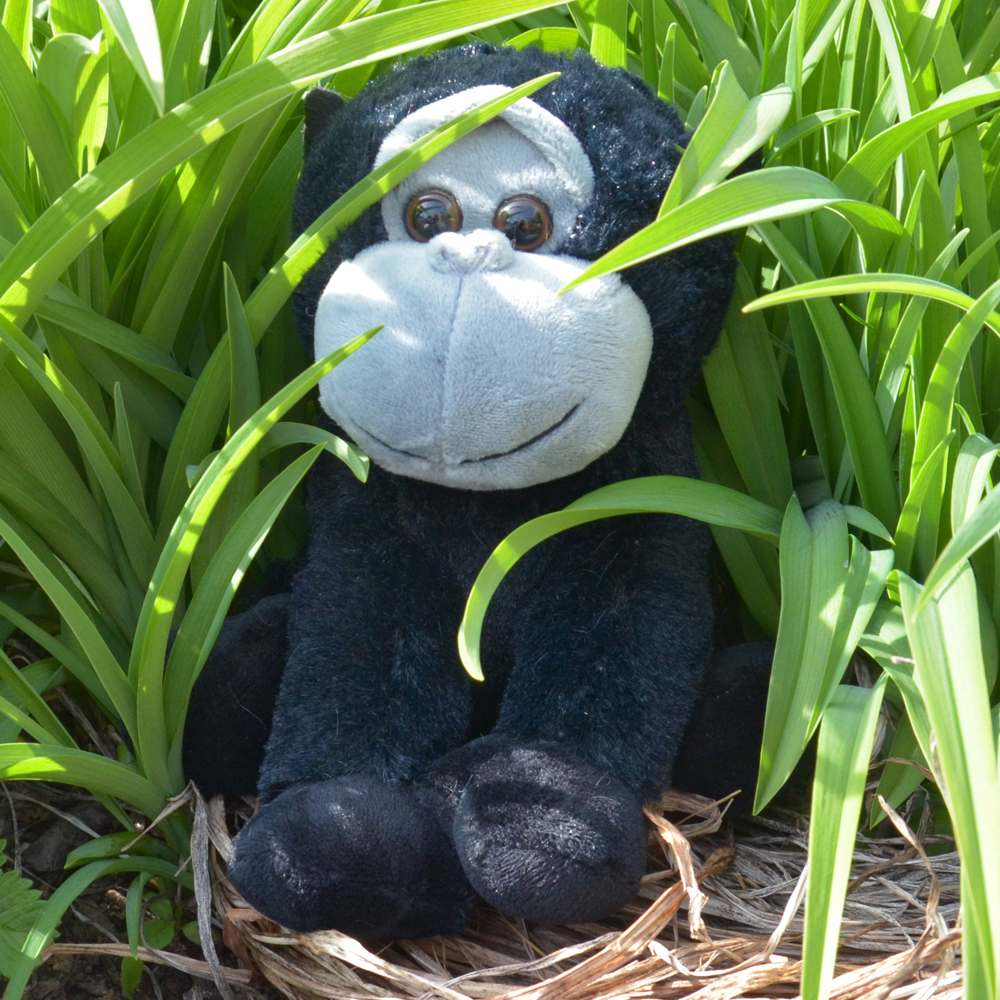 Nachsprech-Gorilla Bonga bei ARIADNE